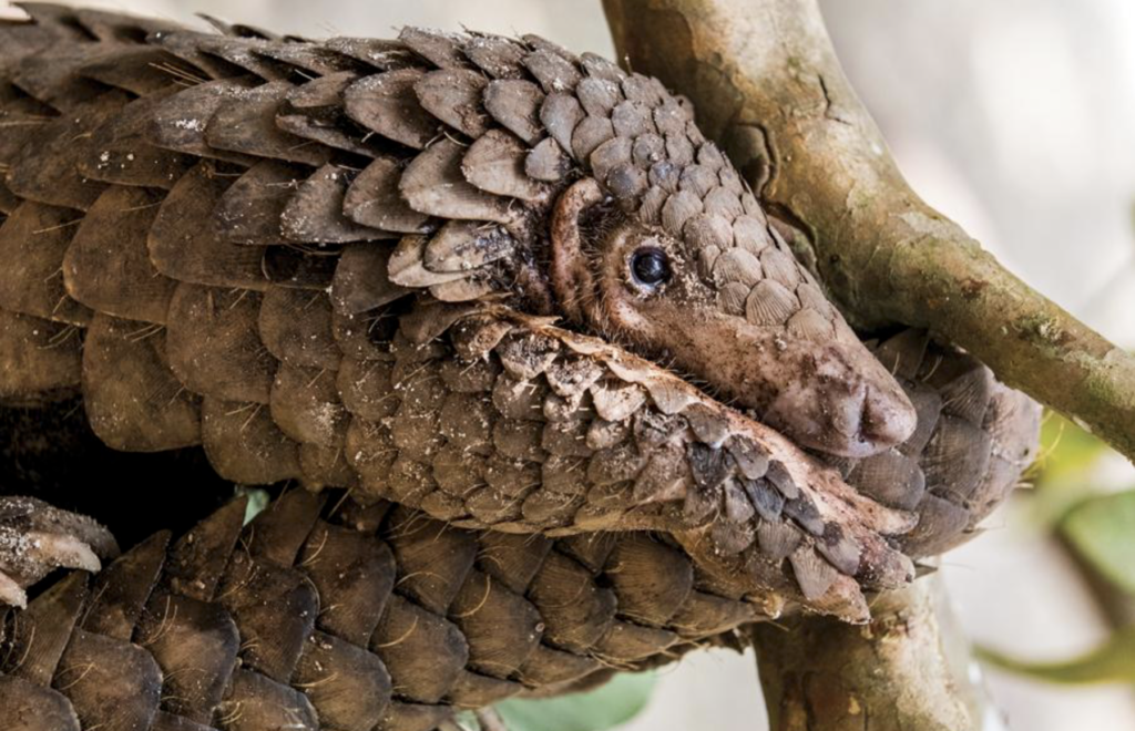 pangolin-e1589943260142-1024x660-2936616